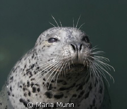 This little guy was hanging round all the boats in one of... by Maria Munn 